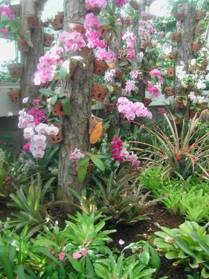 Le Parc Phoenix ( les Orchidées)